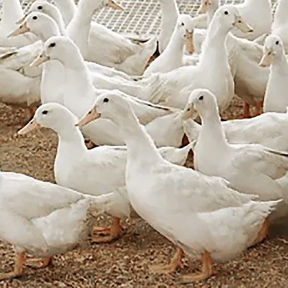 Ducklings: White Layer